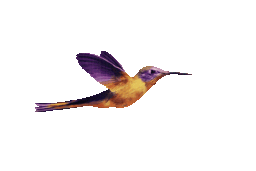 Flying bird